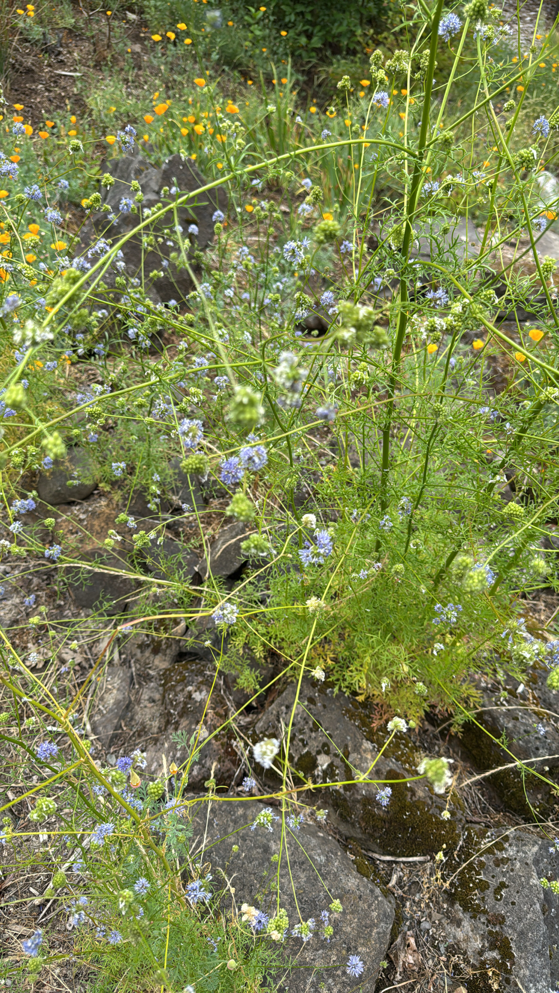Gilia capitata