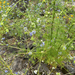 bluehead gilia