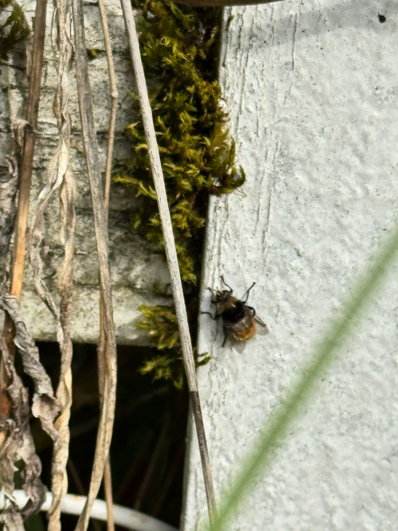 Merodon equestris