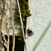 Narcissus Bulb Fly