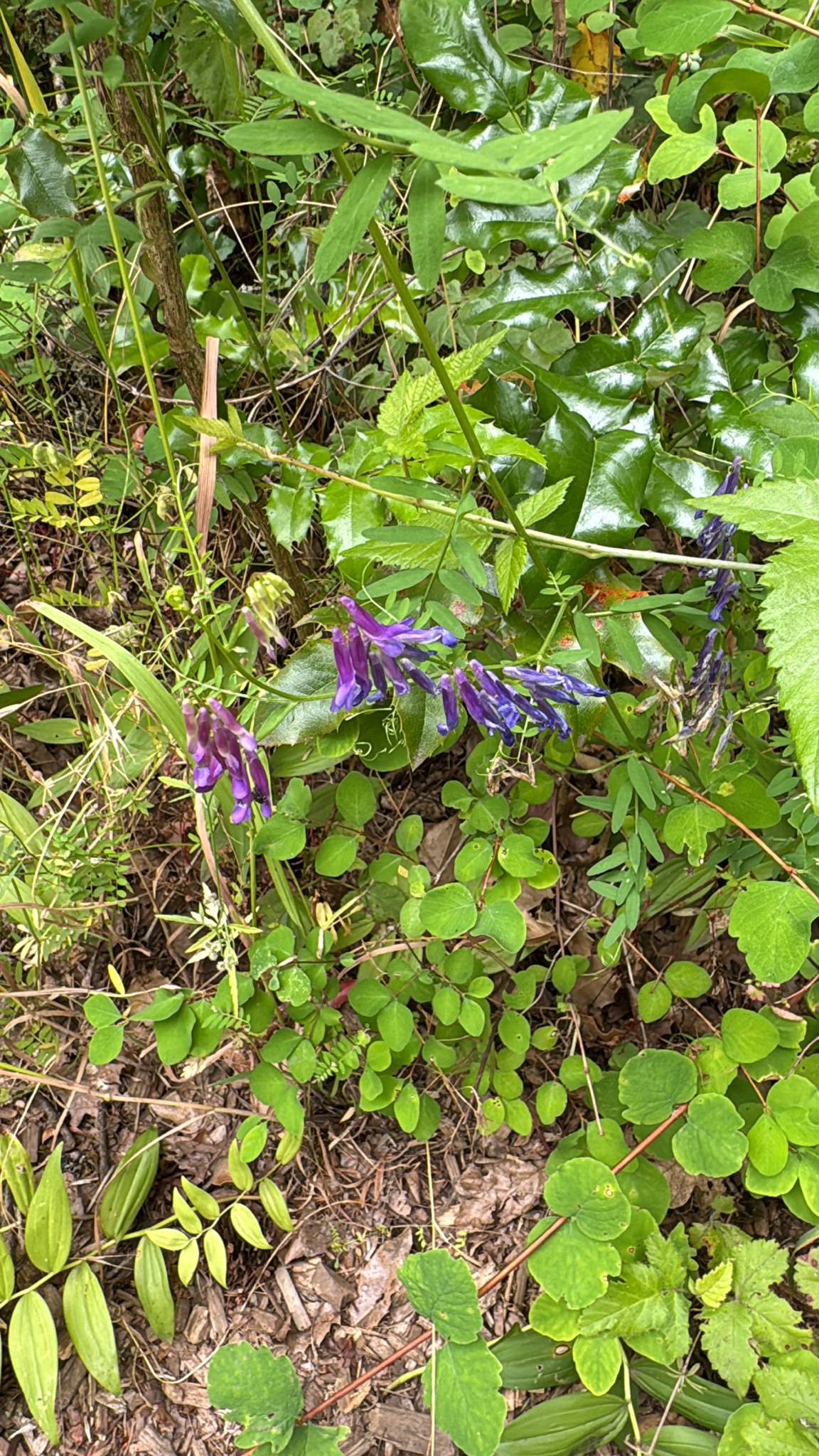Vicia villosa