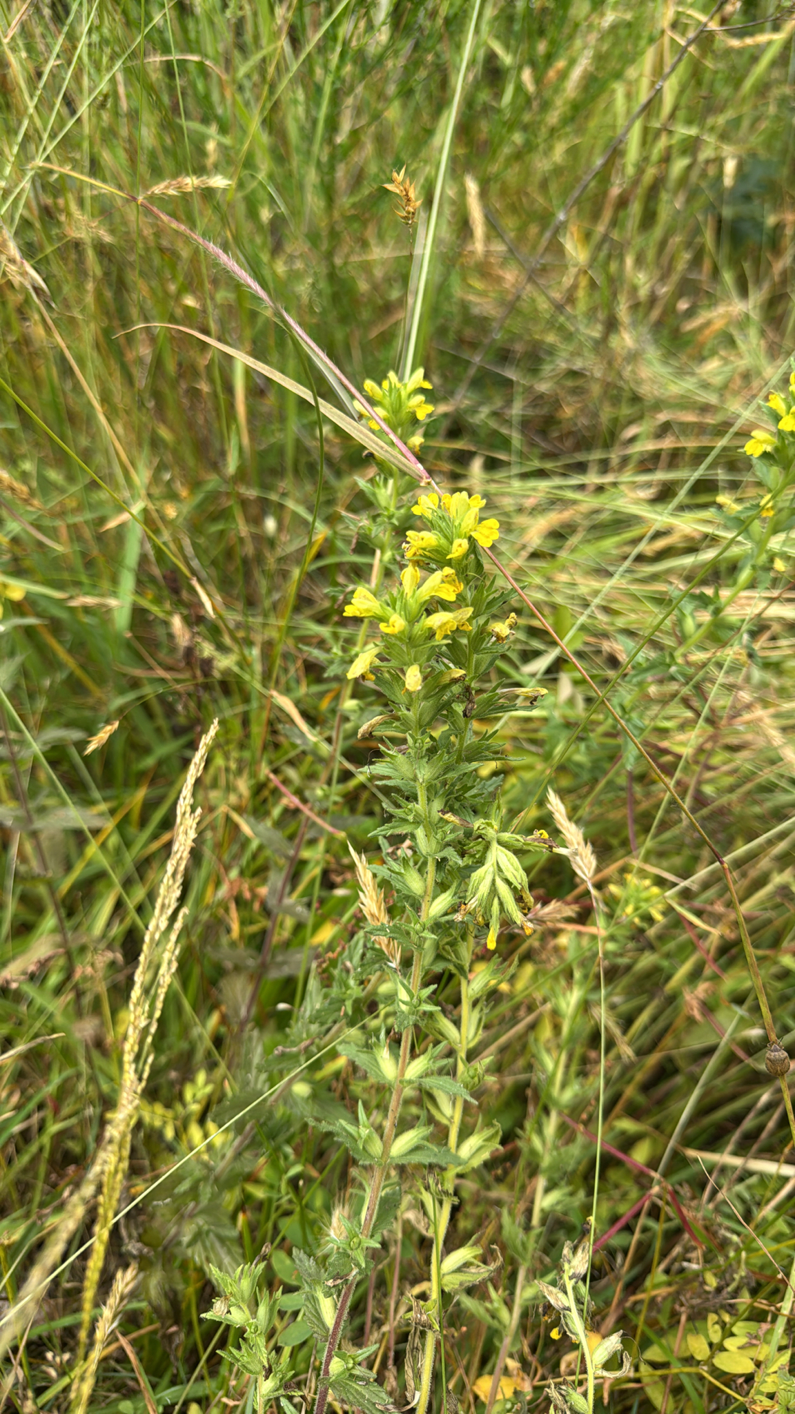 Bellardia viscosa