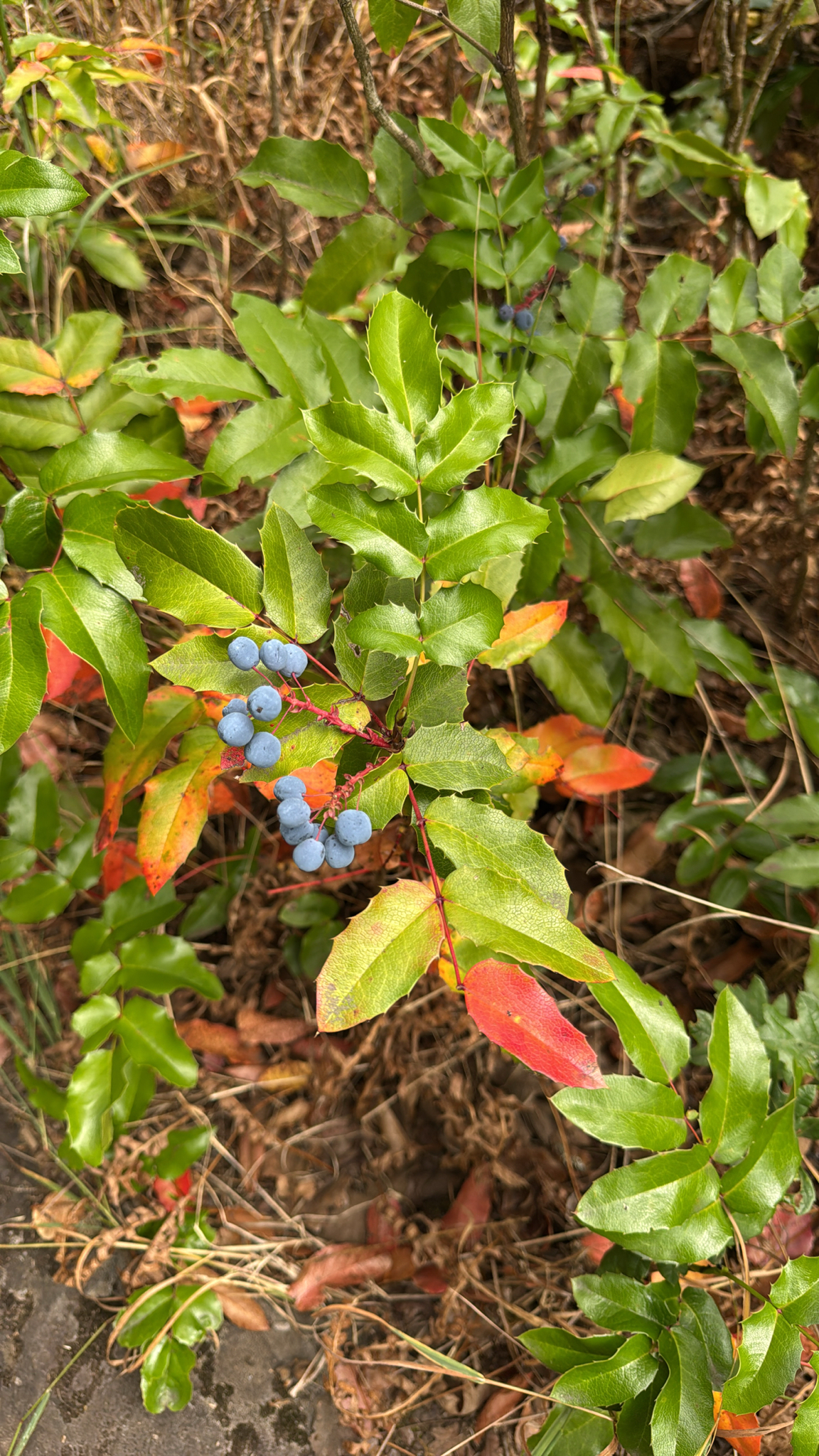 Berberis aquifolium