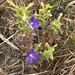 crown brodiaea