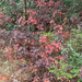 Pacific poison oak