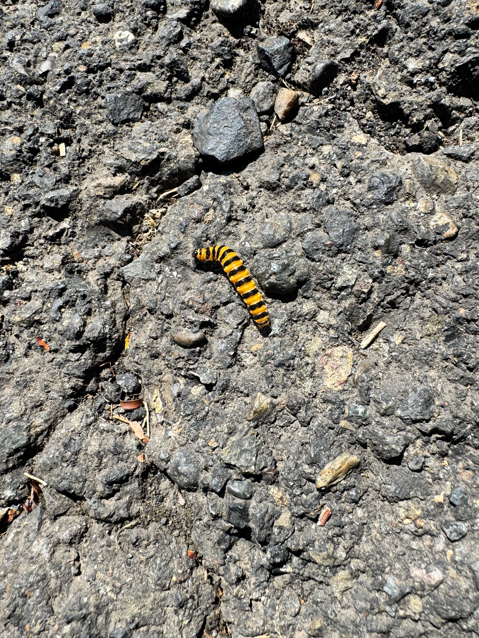 Tyria jacobaeae