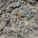 Cinnabar moth