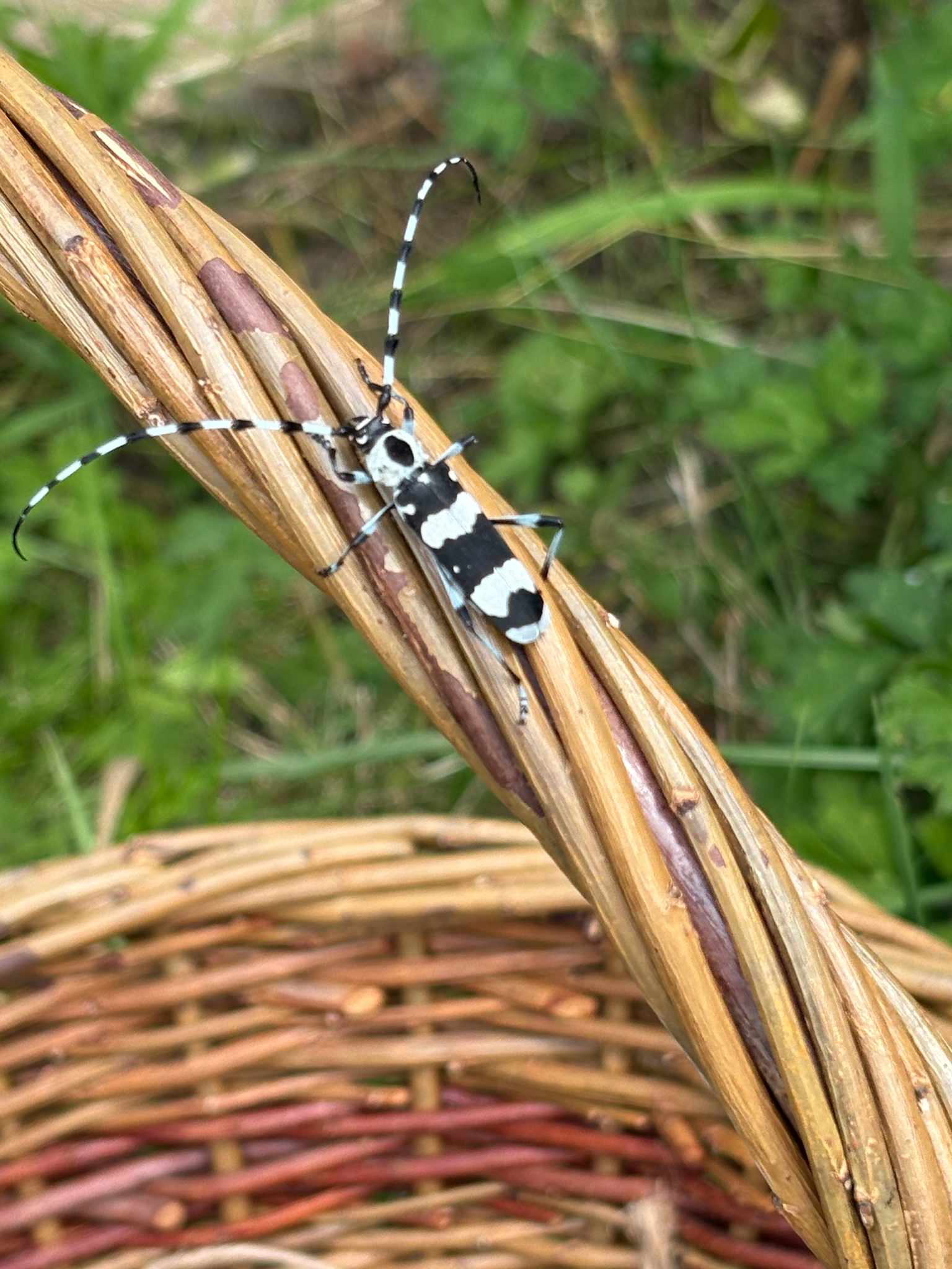 Rosalia funebris