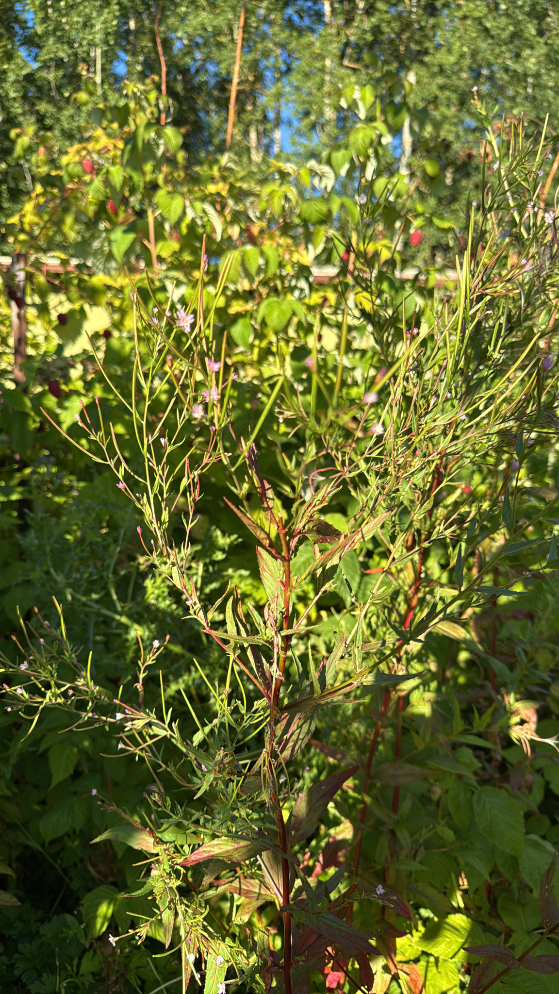 Epilobium ciliatum