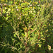 fringed willowherb