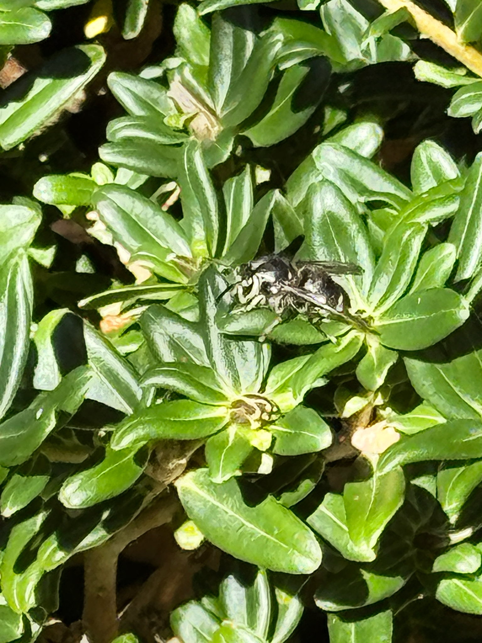Dolichovespula maculata