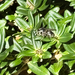 Bald-faced Hornet