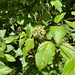 red osier dogwood