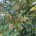 Pacific ninebark