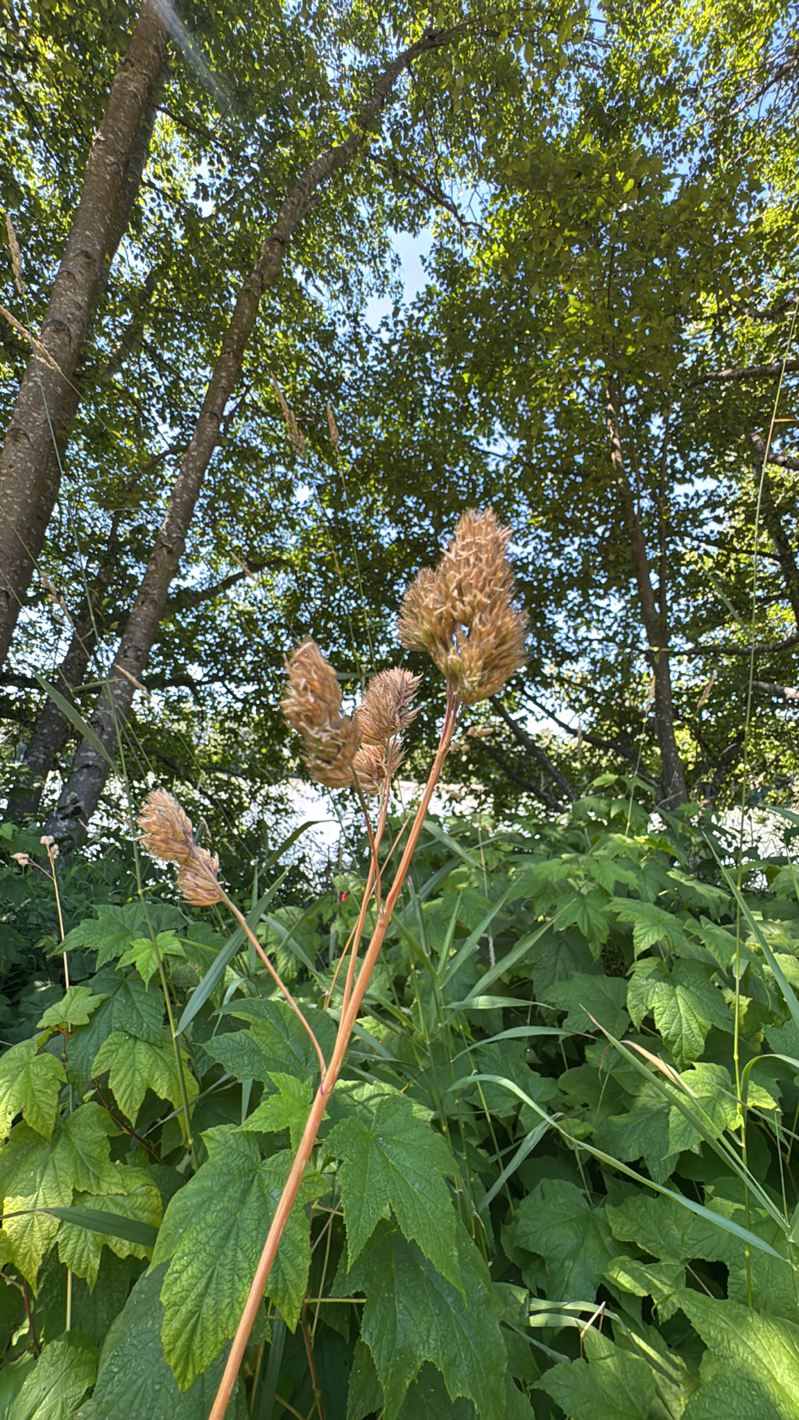 Dactylis glomerata