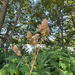 orchard grass