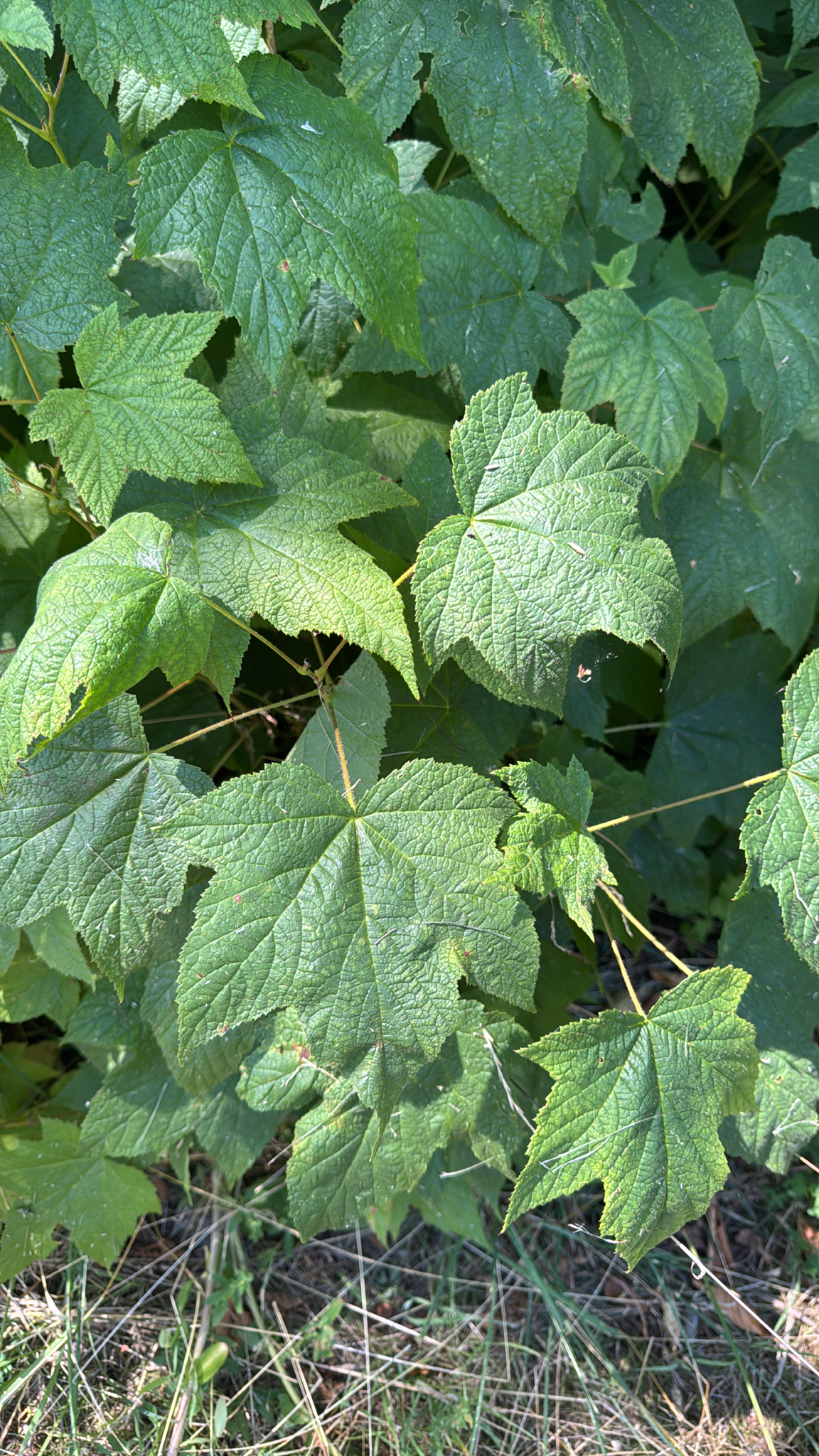 Rubus parviflorus