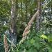 reed canary grass