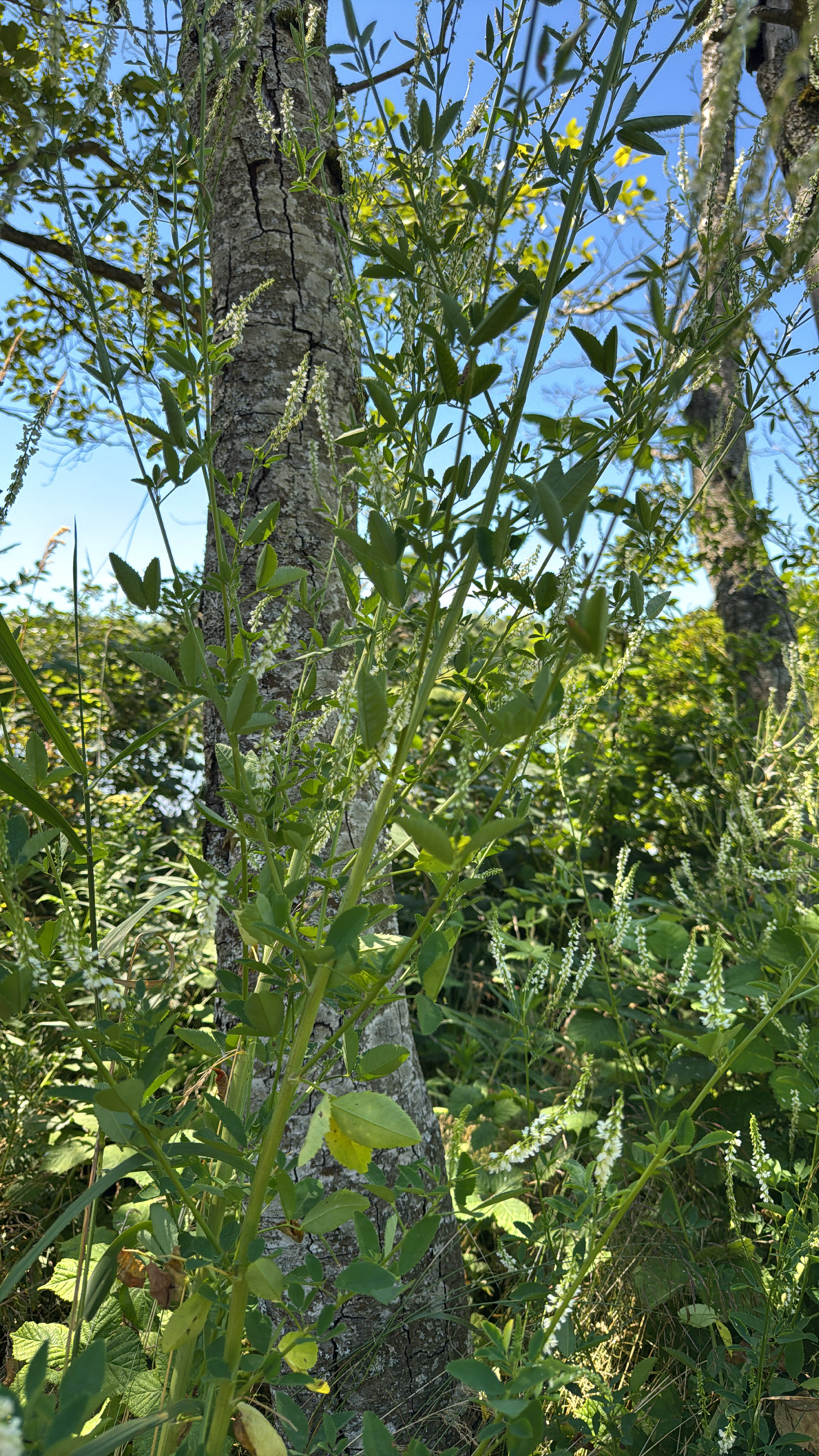Melilotus albus