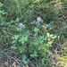 Red Clover