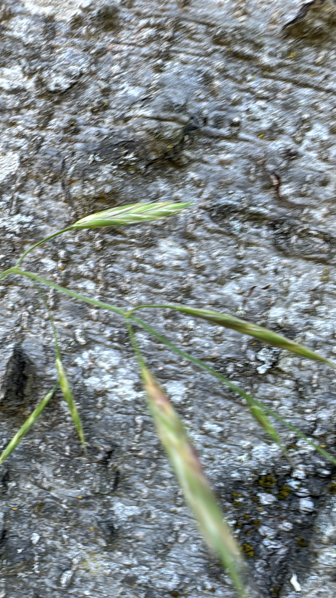 Bromus