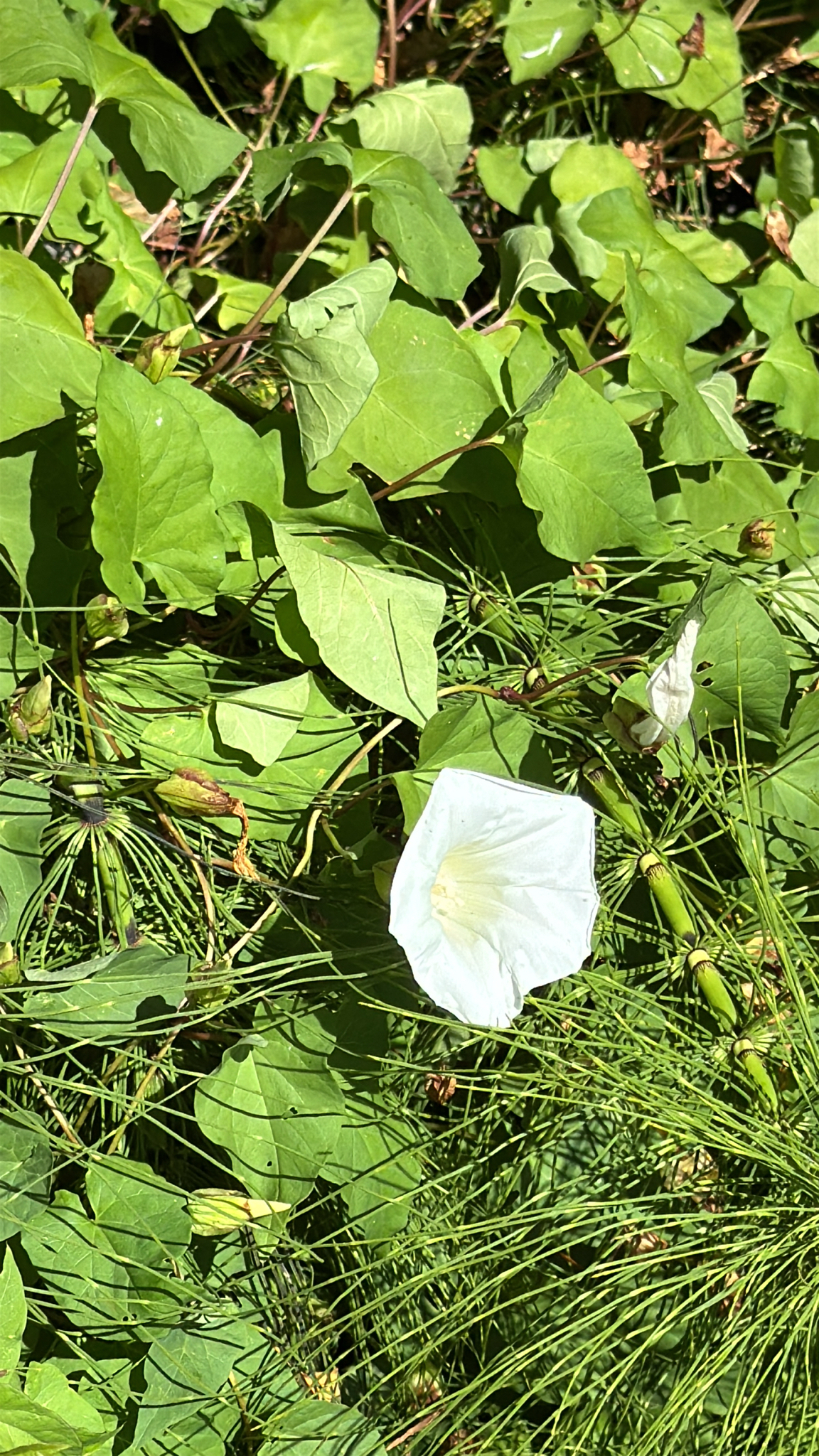 Calystegia