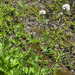 Sitka valerian