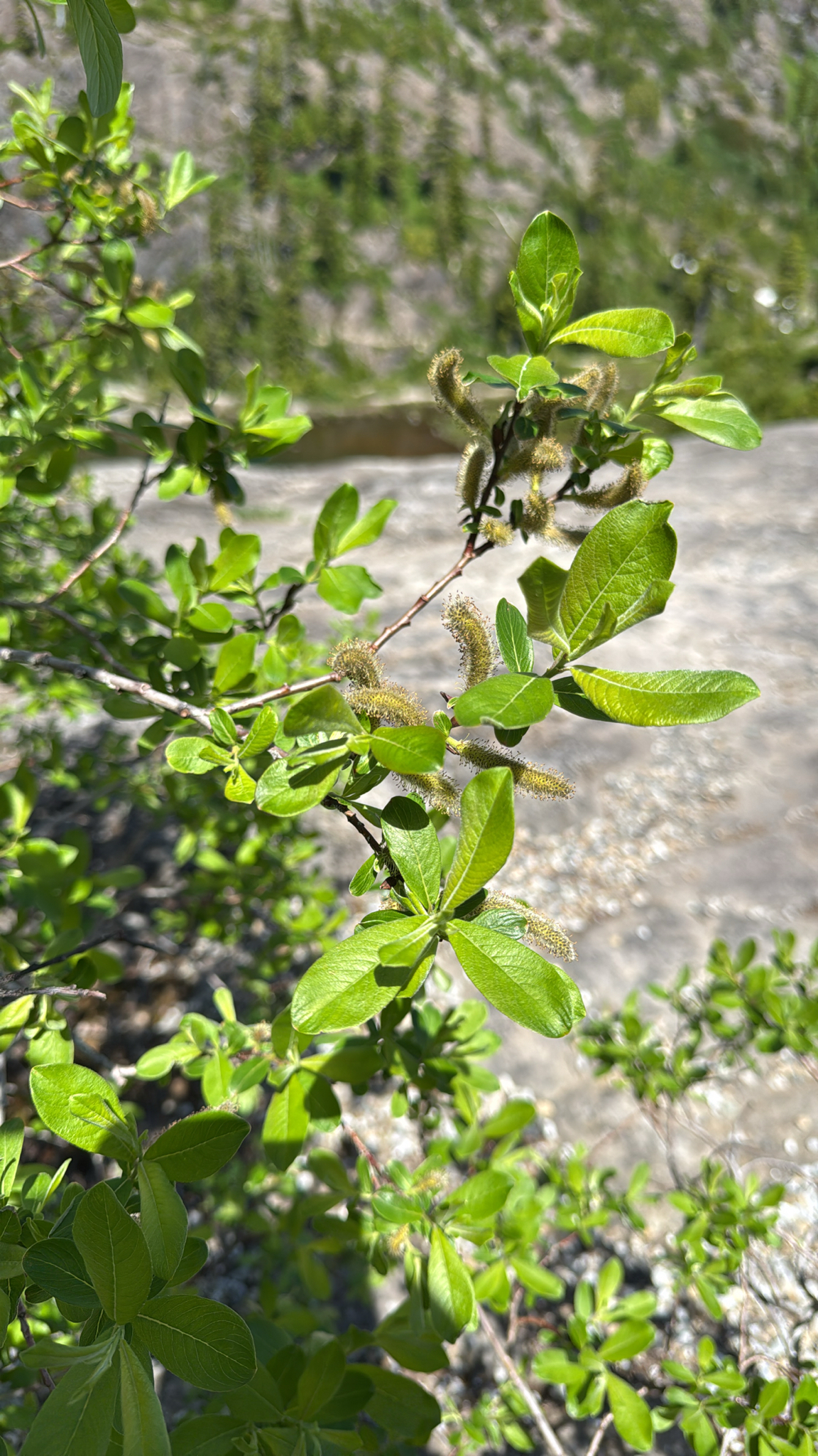 Salix sitchensis
