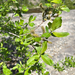 Sitka willow