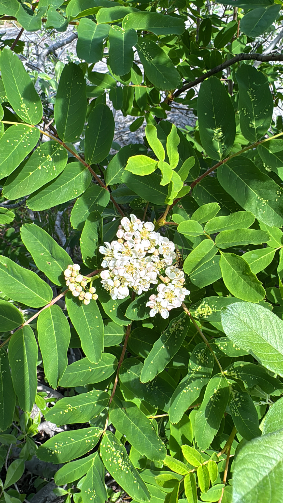 Sorbus sitchensis