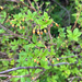 mock azalea