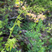Goatsbeard