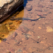 Long-toed Salamander
