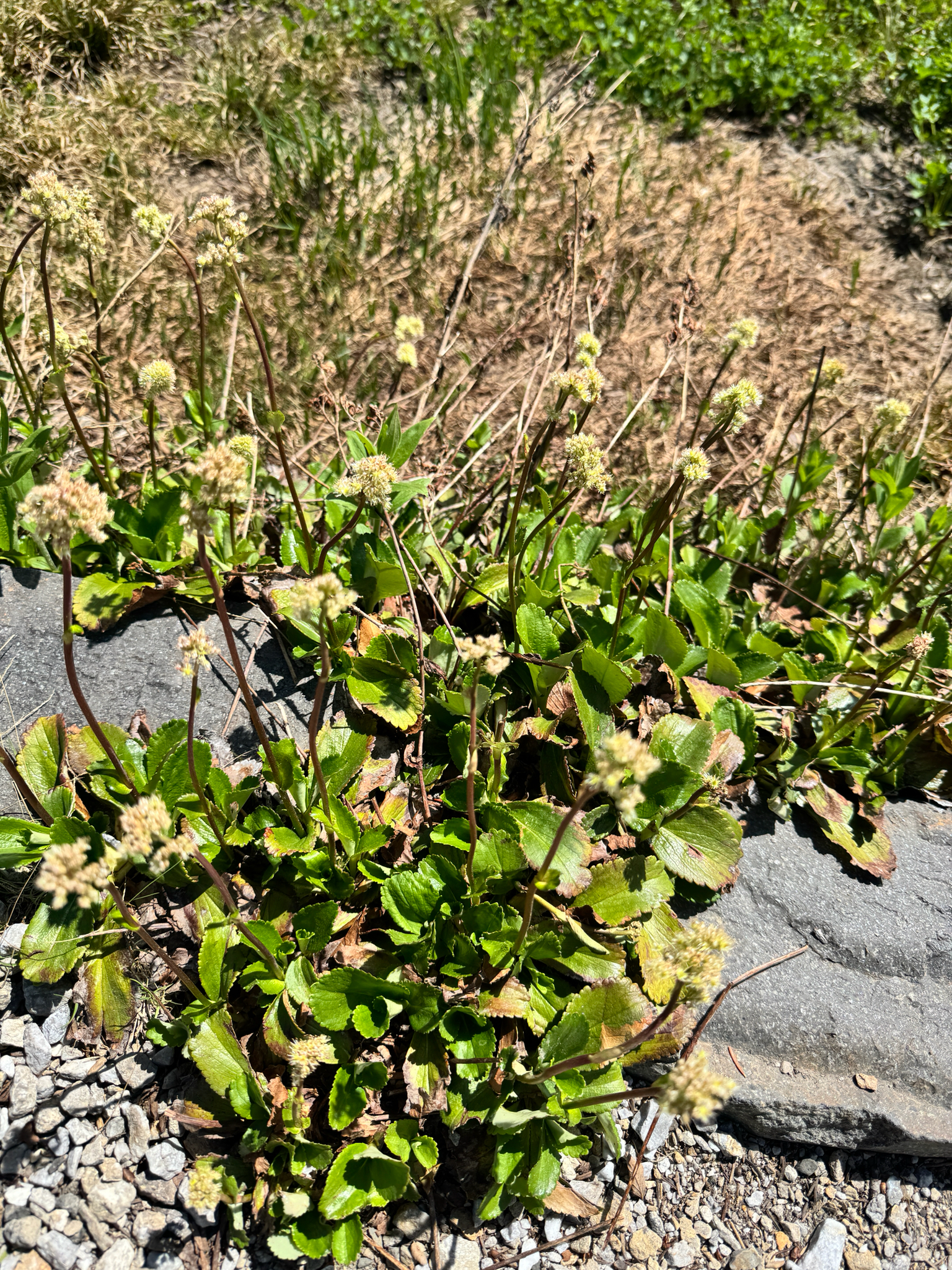 Leptarrhena pyrolifolia