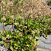 leatherleaf saxifrage