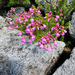pink mountainheath