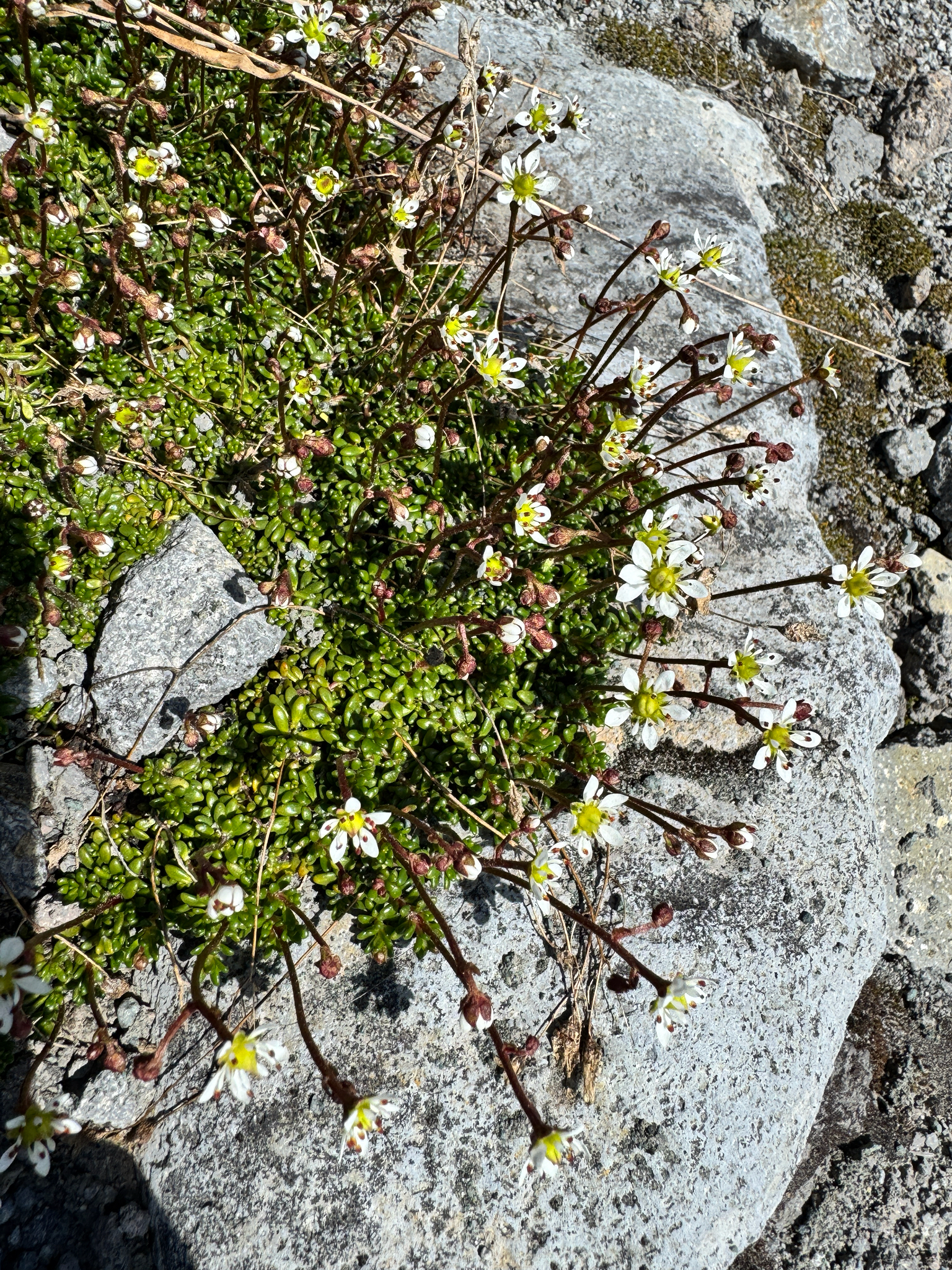Micranthes tolmiei