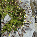 Tolmie's Saxifrage