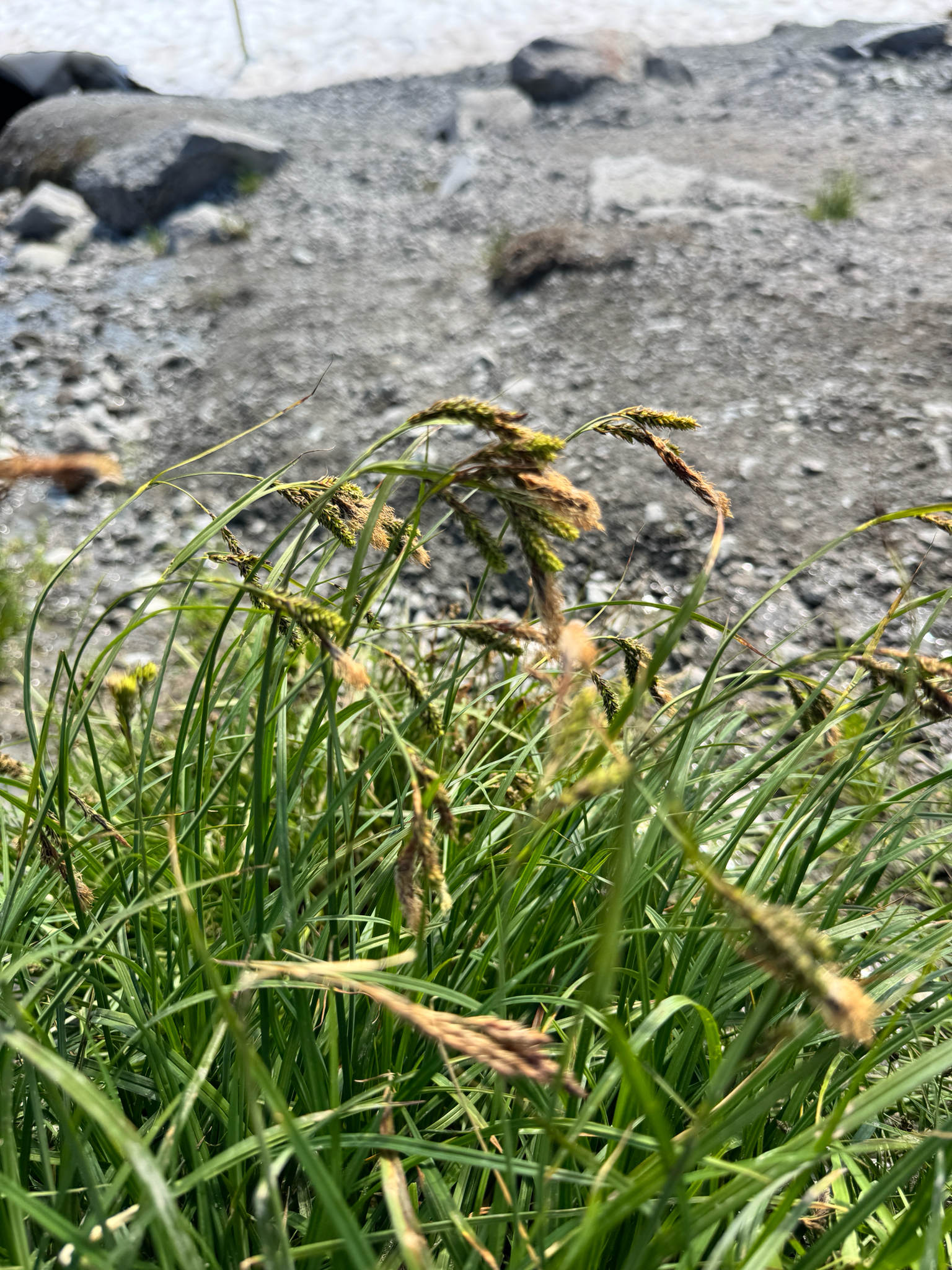 Carex spectabilis