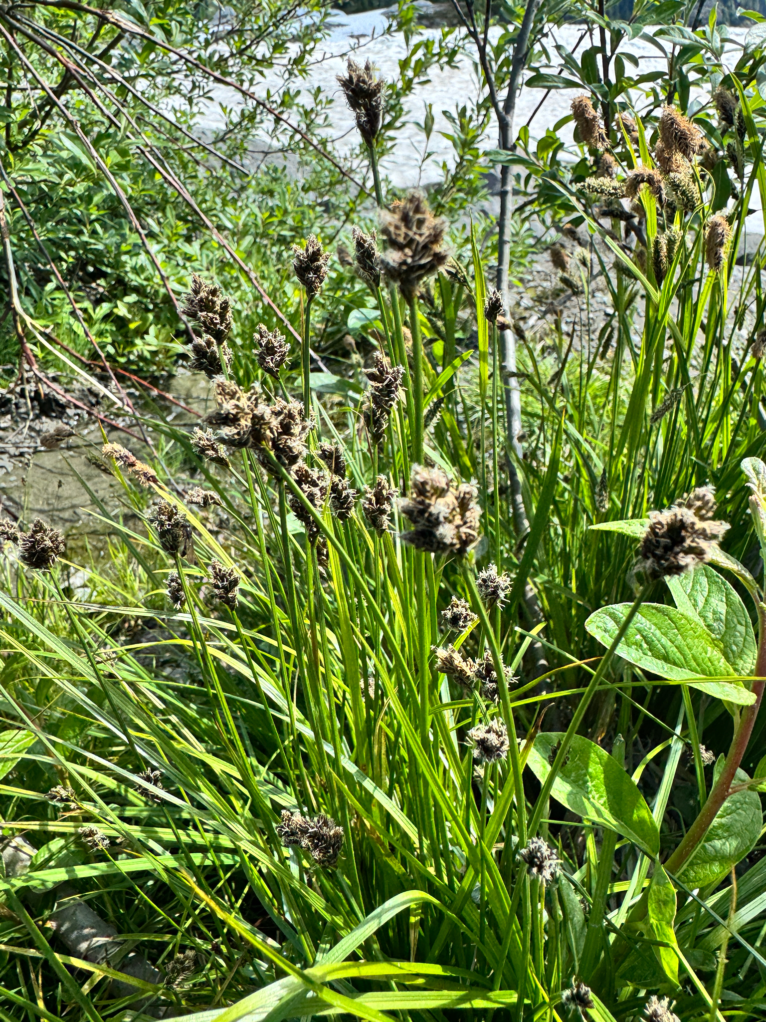 Carex