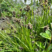 true sedges