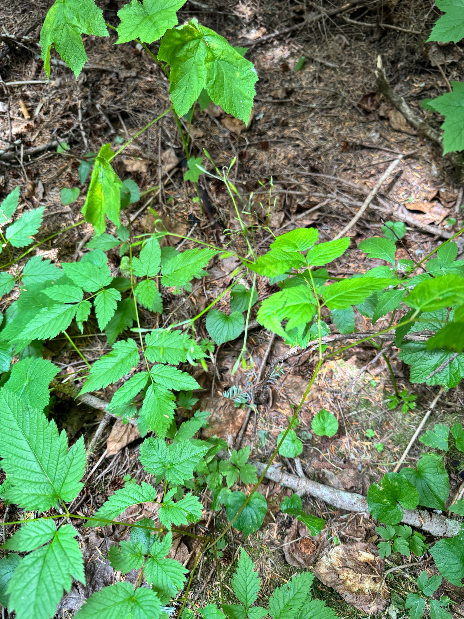 Osmorhiza purpurea