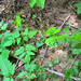 Purple Sweet-cicely