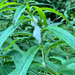 Meadow Spittlebug