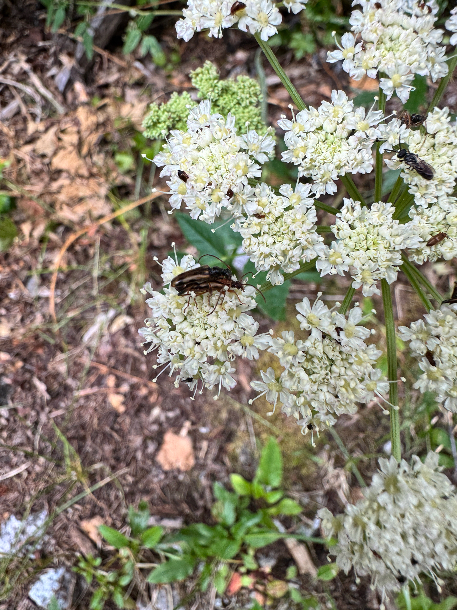 Xestoleptura