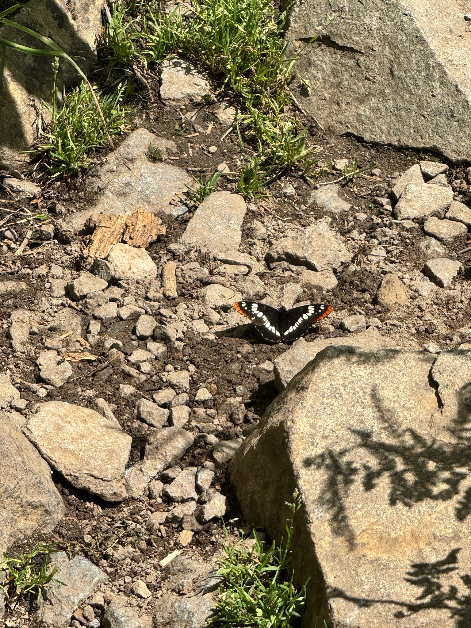 Limenitis lorquini