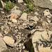 Lorquin's Admiral