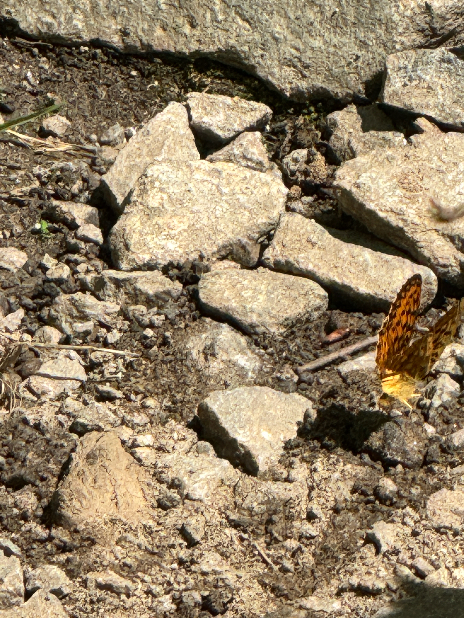 Argynnini