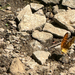 Fritillaries