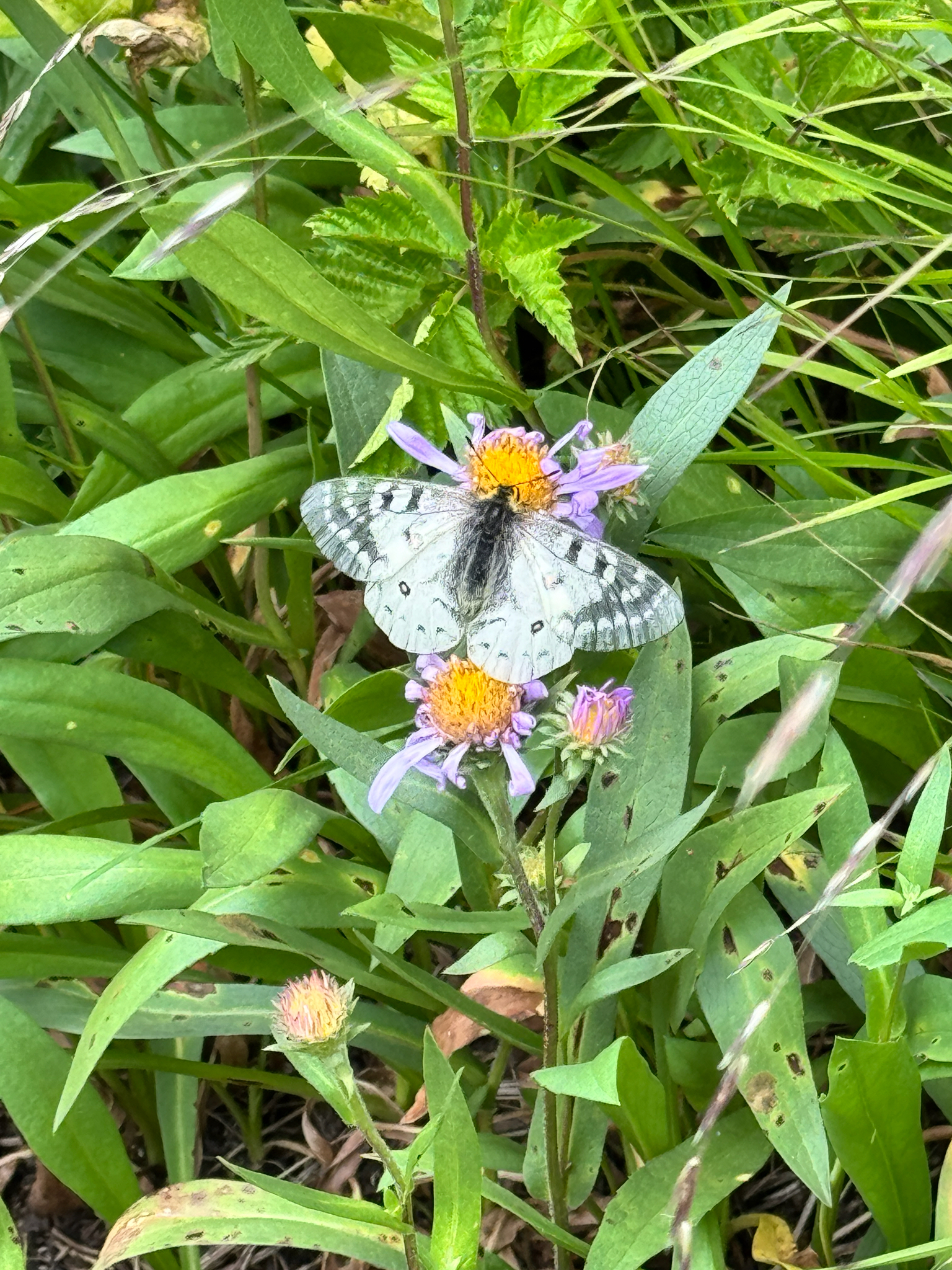 Parnassius clodius
